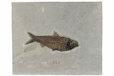 Detailed Fossil Fish (Knightia) - Wyoming #198116-1